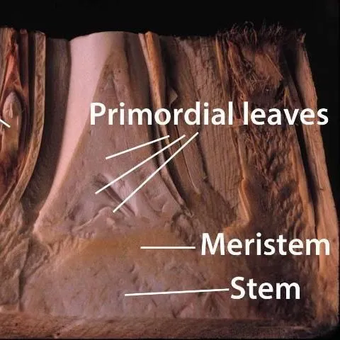 thumbnail for publication: Palm Morphology and Anatomy